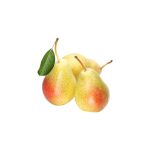 armut-santa-baskoylu-manav-bilecik